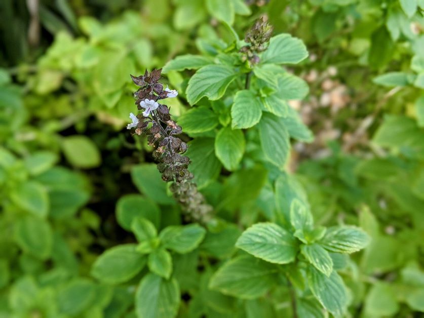 tulsi flowers