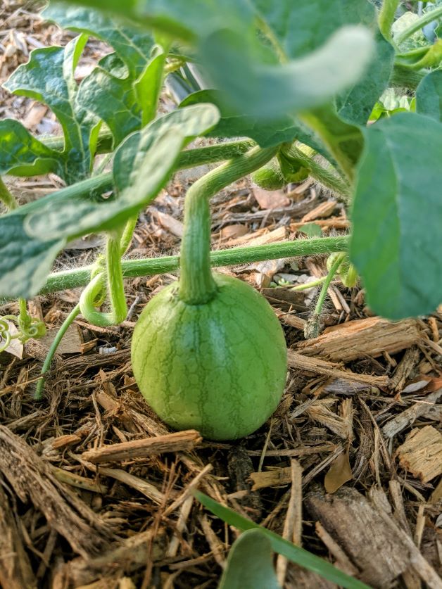 grow sugar baby watermelon