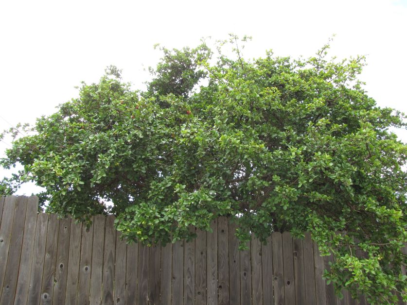 acerola cherry tree