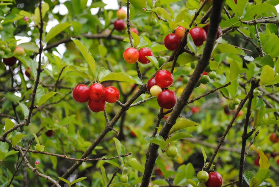 acerola tree care