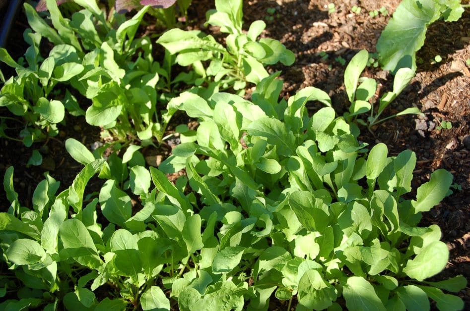 arugula