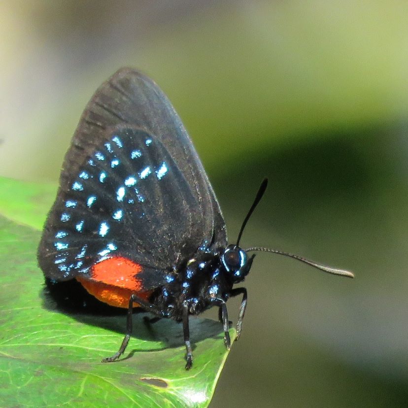 atala butterfly