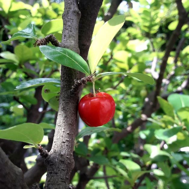 barbados cherry florida