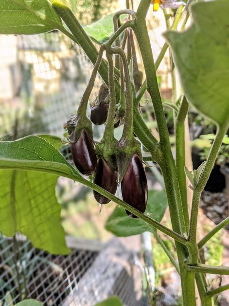 little finger eggplants