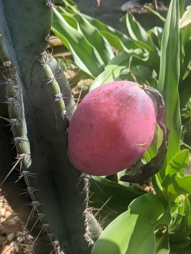 cactus apple