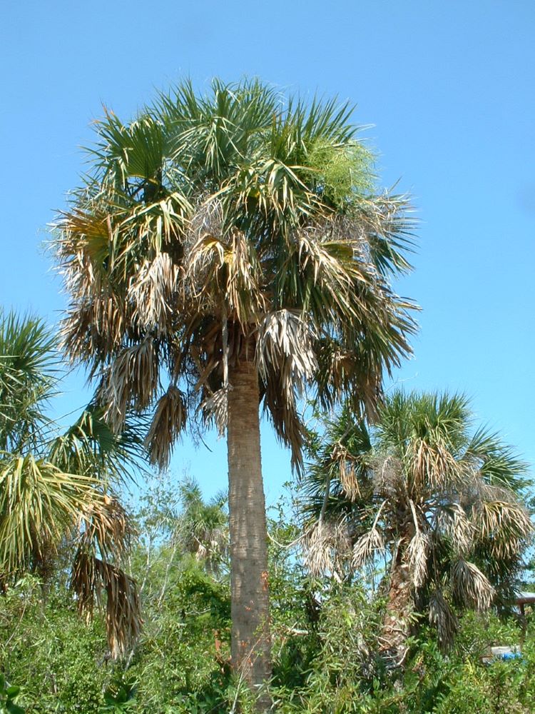 how to transplant sabal palm, how to transplant cabbage palm