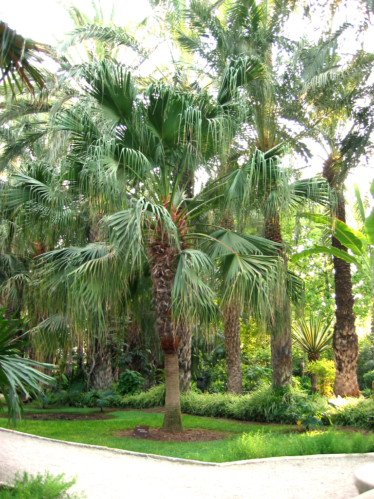 chinese fan palm