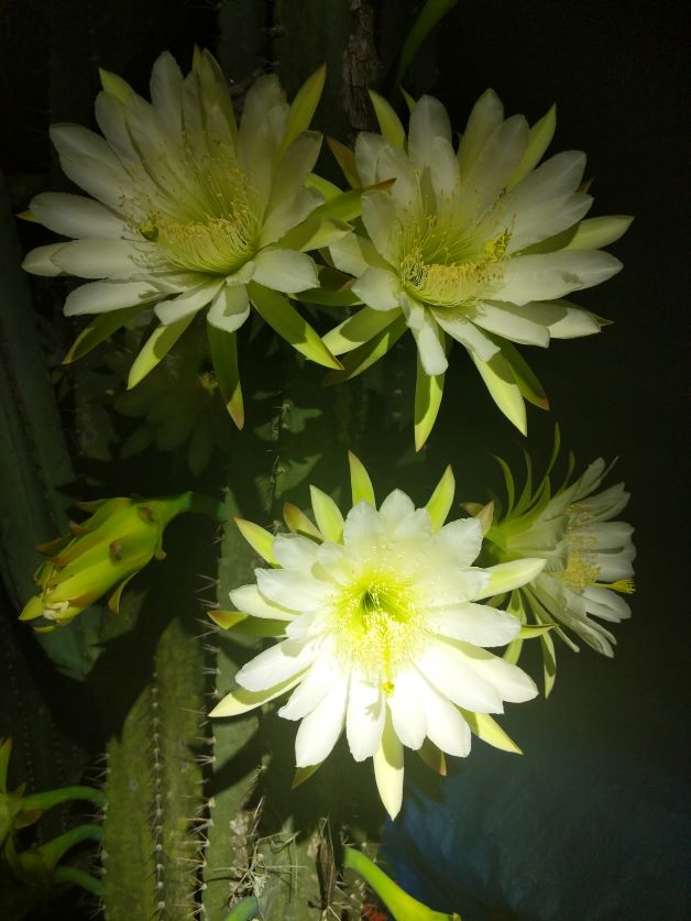 peruvian apple cactus flowers