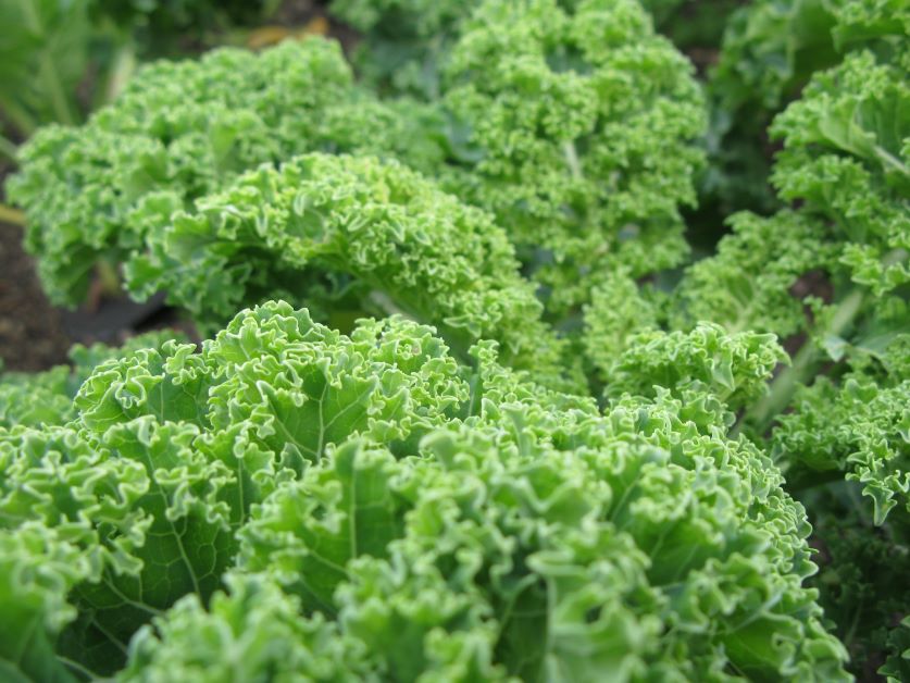 curly kale