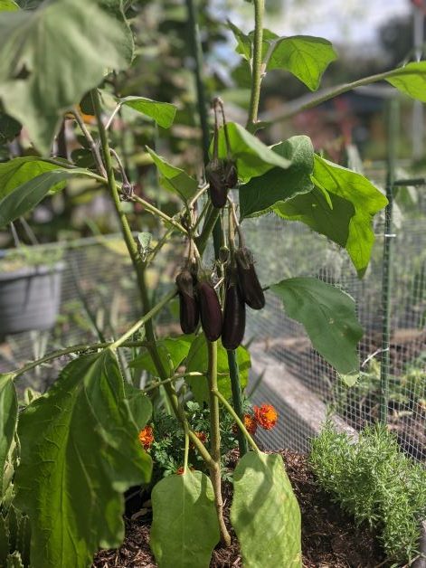 eggplant container