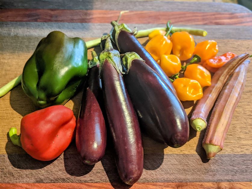 eggplant harvest