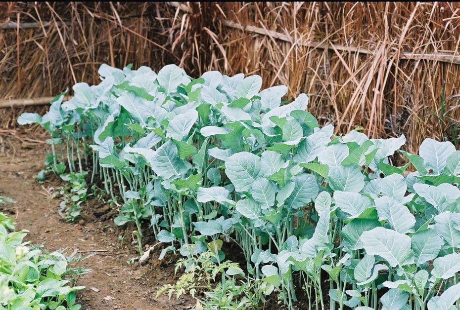 ethiopian kale