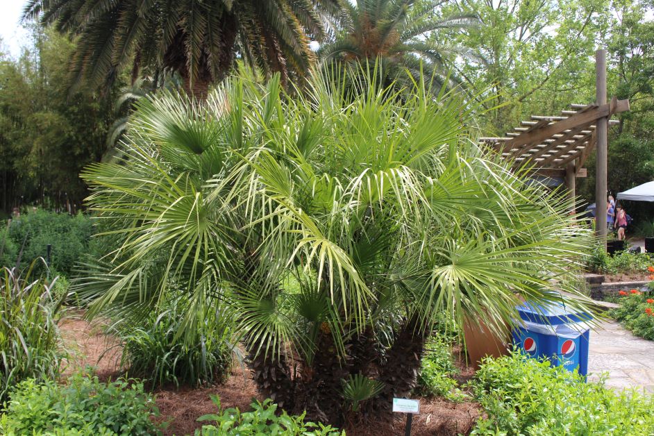 european fan palm