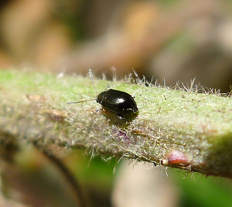 flea beetle