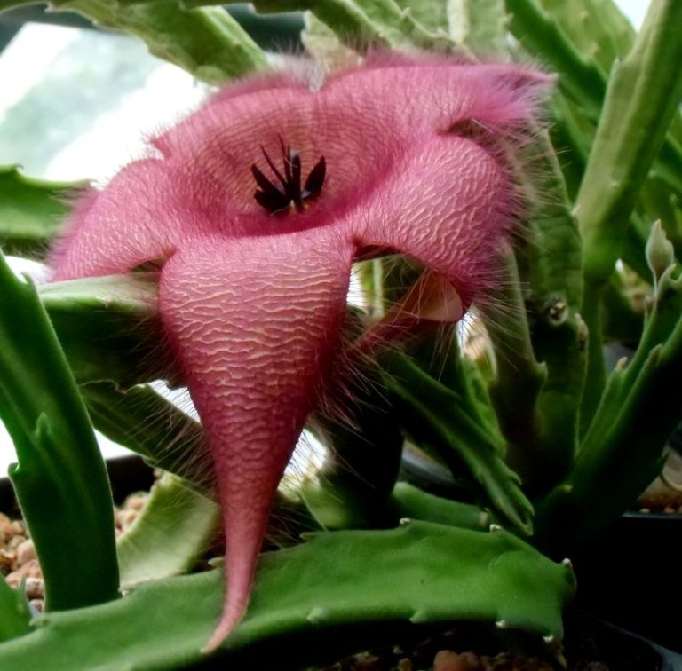 Starfish Cactus – The Stinky Flower from Outer Space