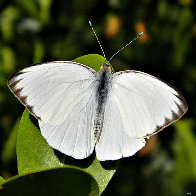 great southern white butterfly