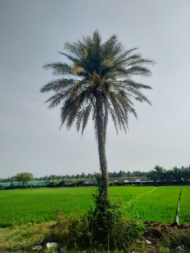 indian date palm