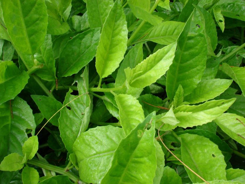 how to grow longevity spinach