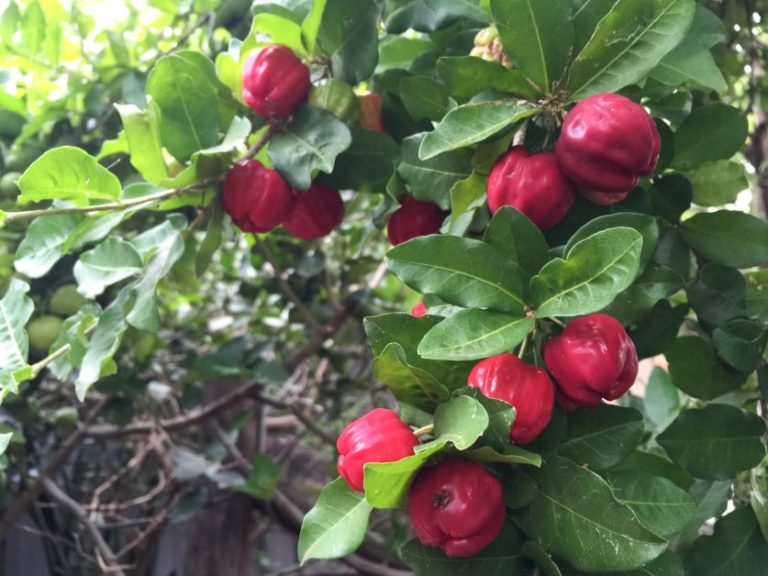 How to Grow a Barbados Cherry Tree