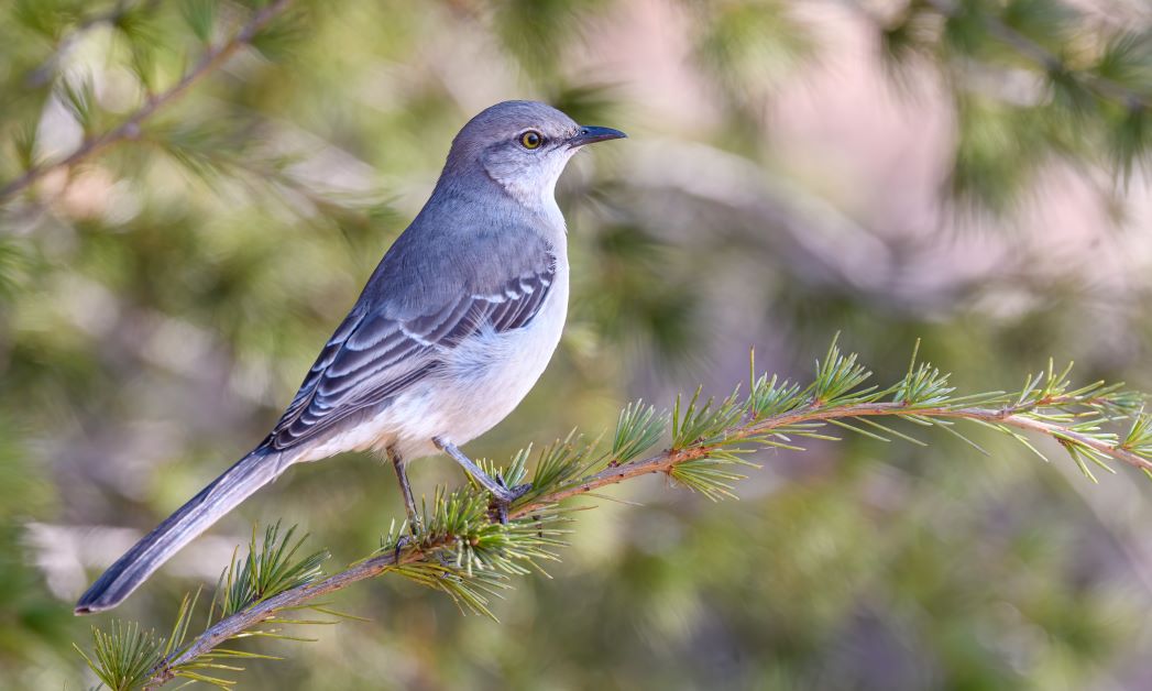 Northern Mockingbird