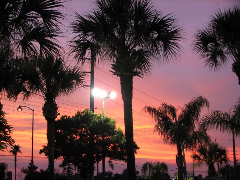 Can Palm Trees Survive Cold Weather?