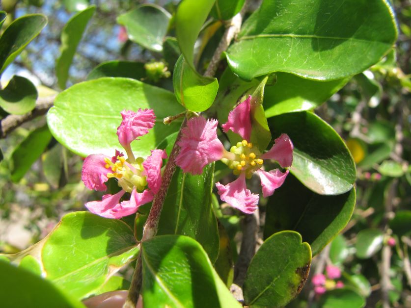 barbados cherry flowers