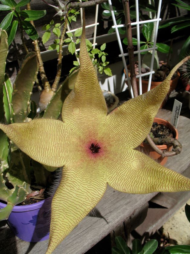 stapelia care