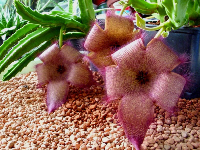 stapelia grandiflora