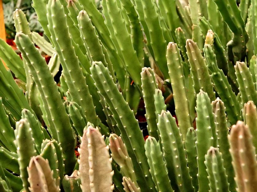 stapelia no blooms