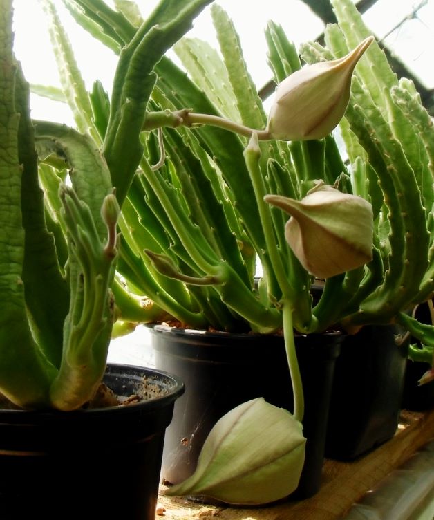 stapelia with blooms