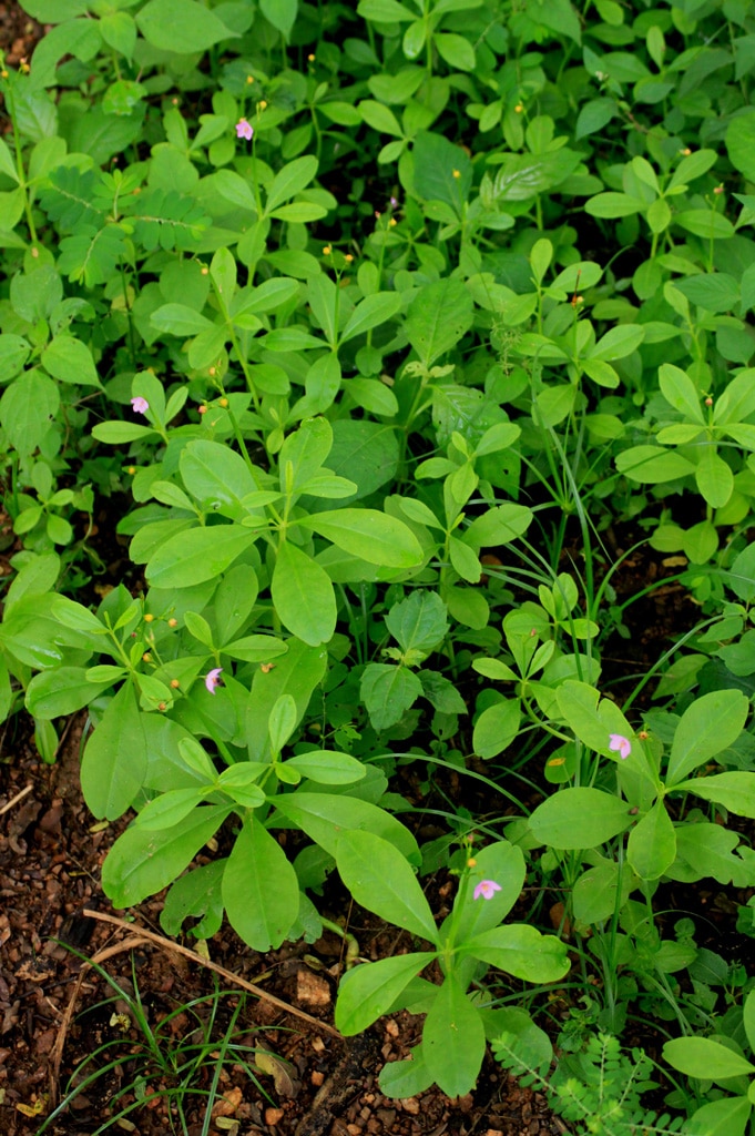 ceylon spinach, florida spinach