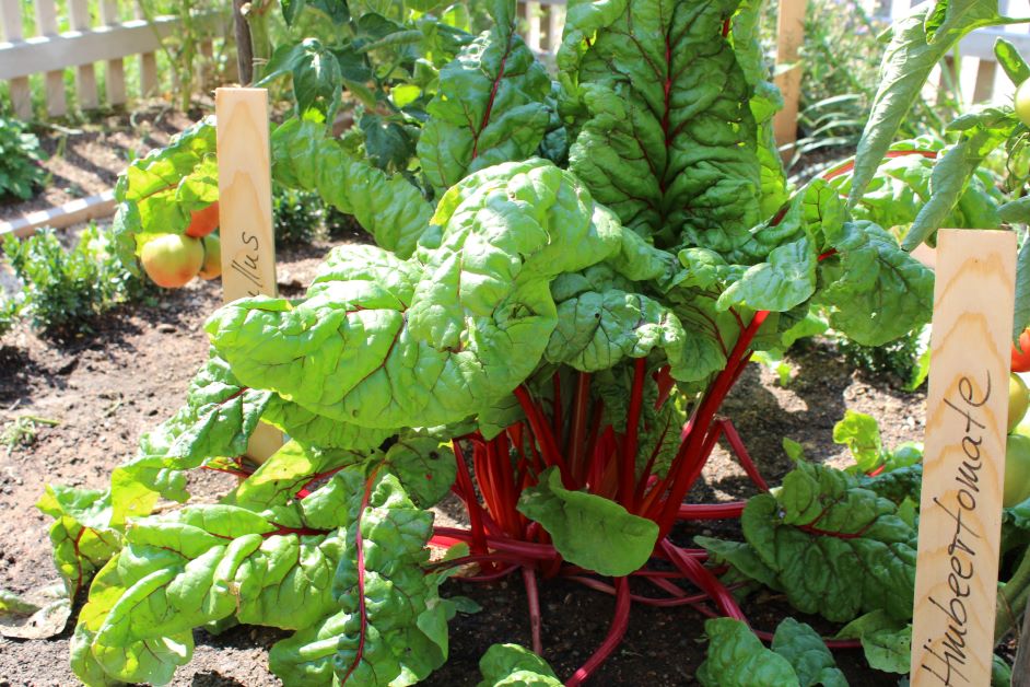 swiss chard in florida