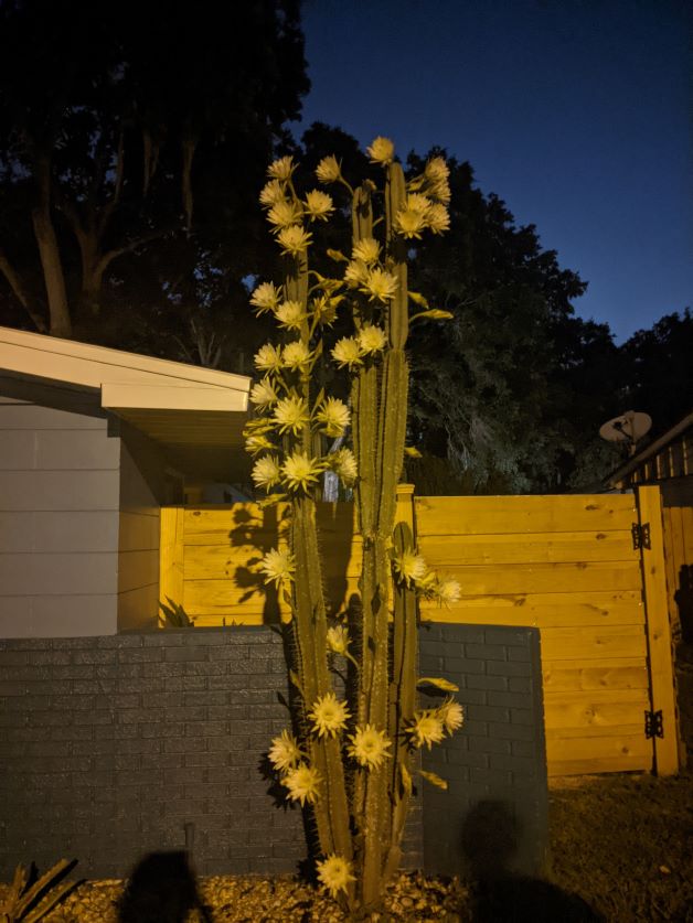 night blooming cereus