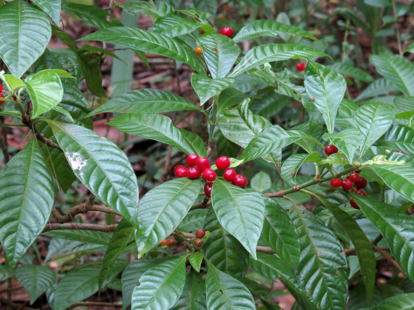 wild coffee plant