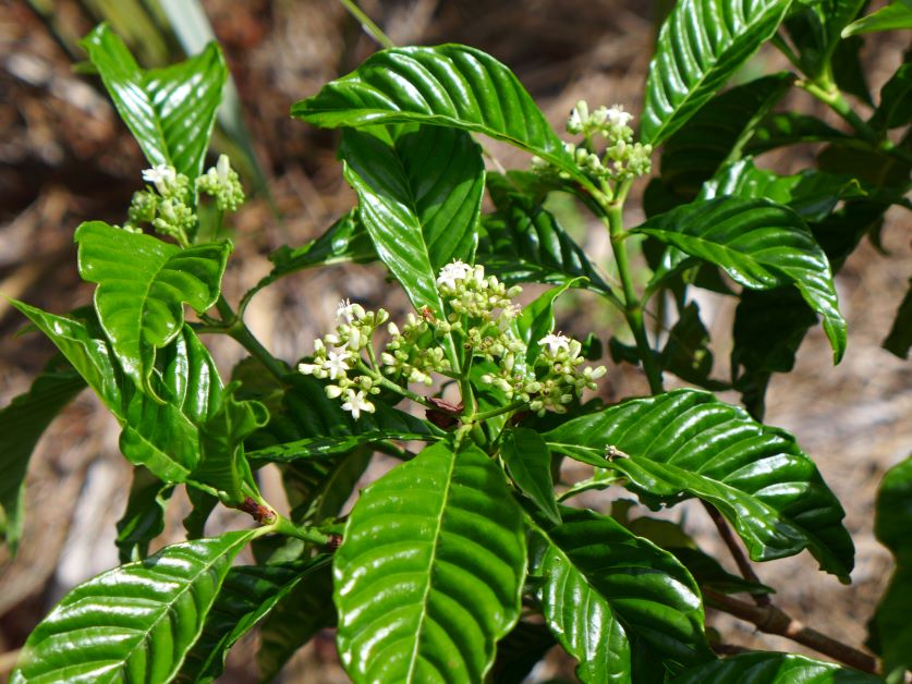 wild coffee flowers