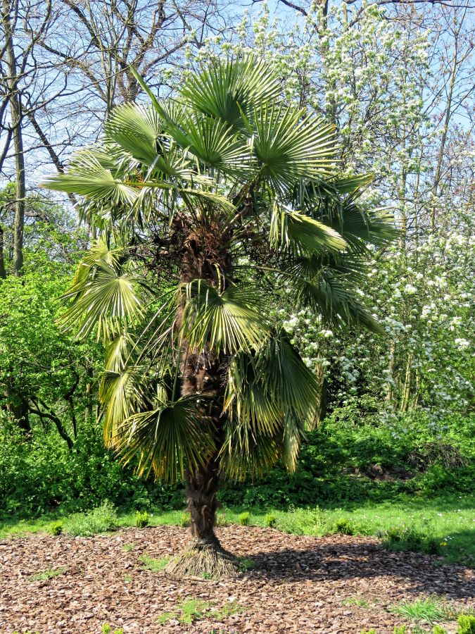 windmill palm