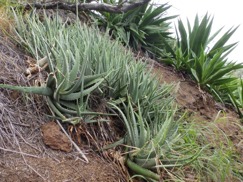 using aloe as groundcover