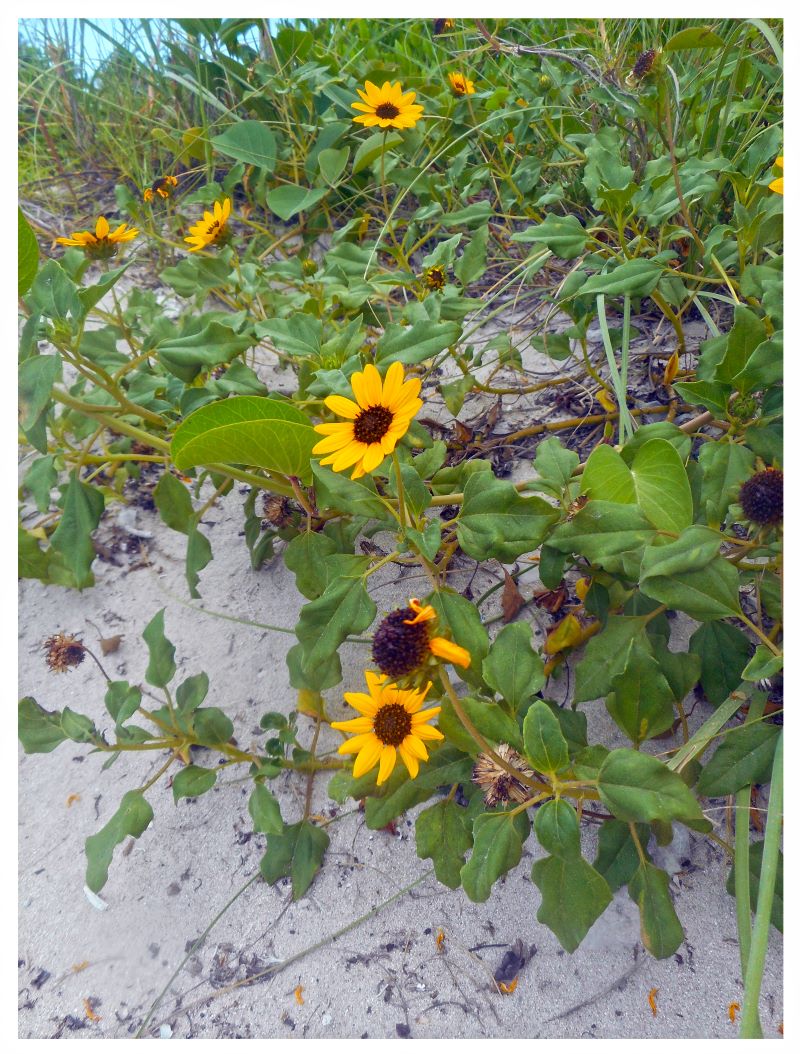 beach sunflower