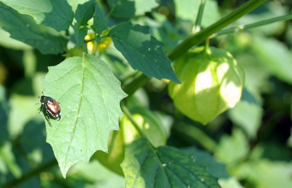 japanese beetle on tomatillo