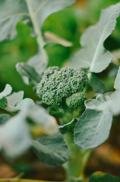 does broccoli grow in florida