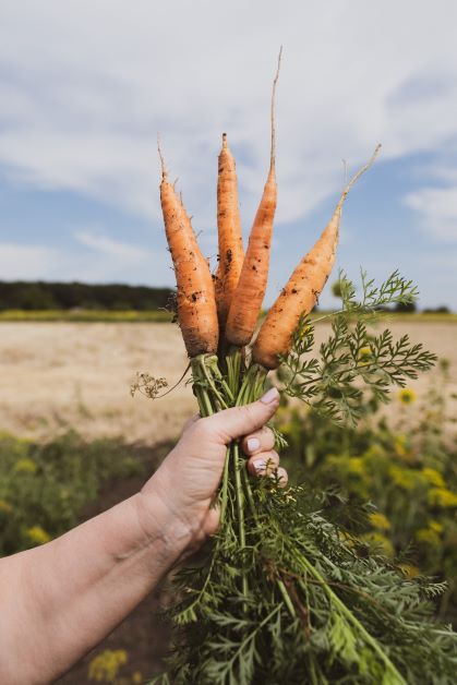 do carrots grow in florida