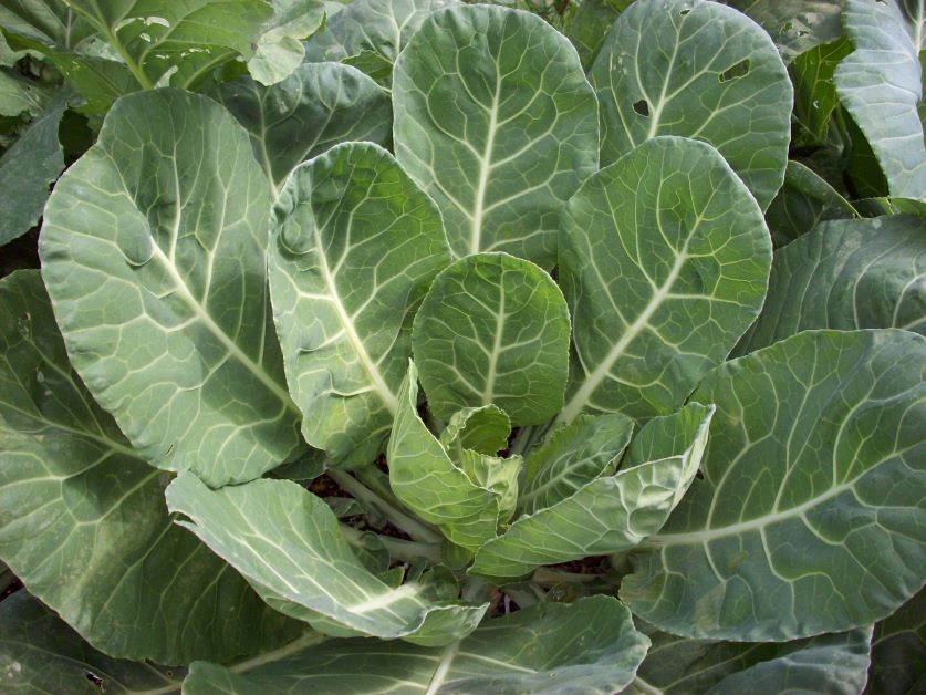 do collards grow in florida