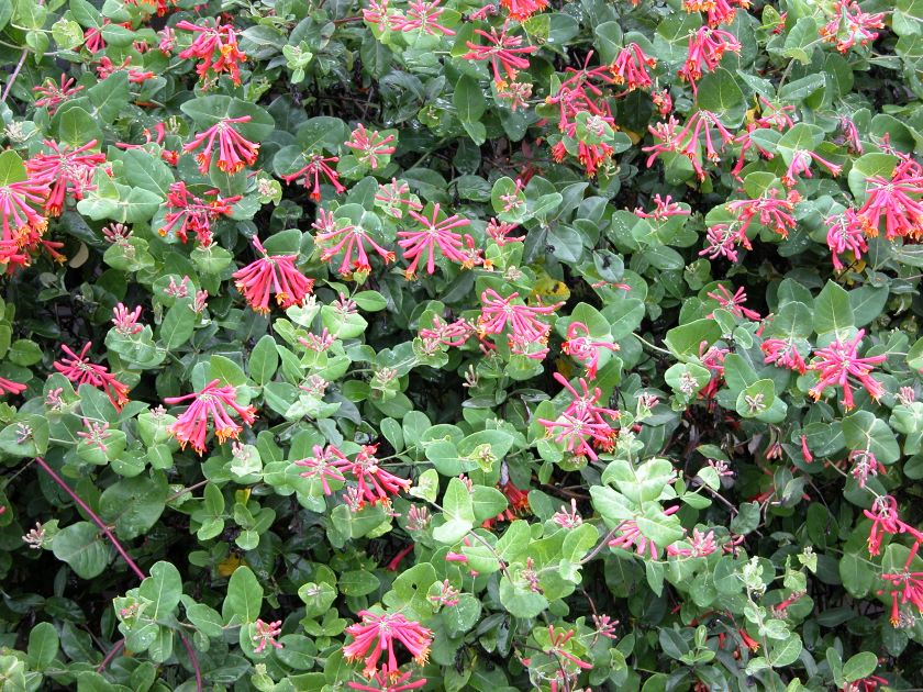 coral honeysuckle