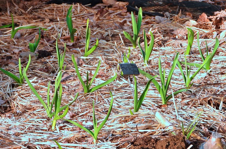 does garlic grow in florida