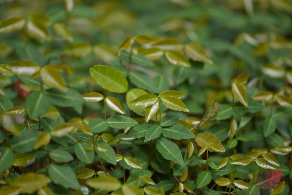 asiatic jasmine