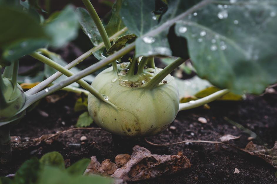 does kohlrabi grow in florida