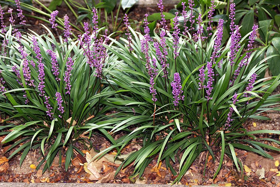 liriope as groundcover