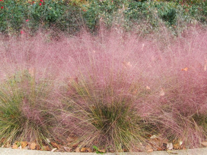 muhly grass as groundcover