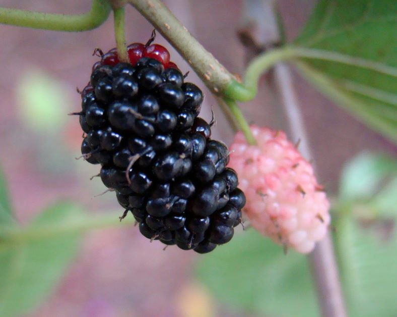 how to plant mulberry