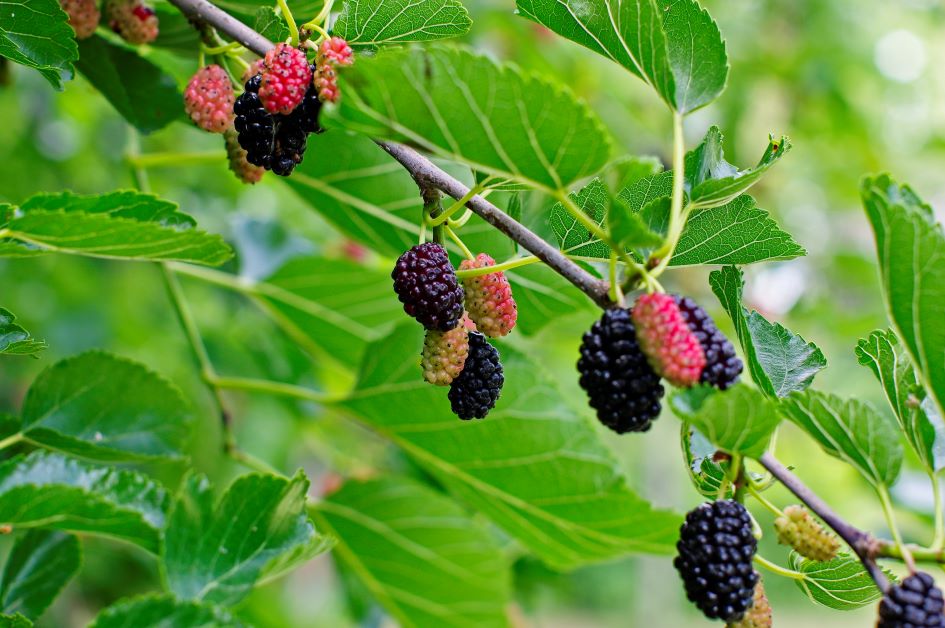 how to grow mulberry bush